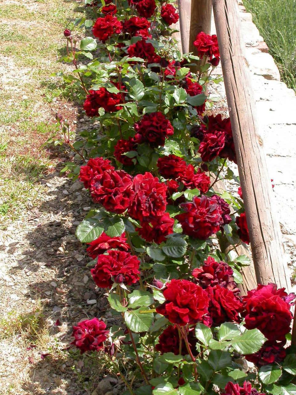 Farm stay Ca' Lucano *